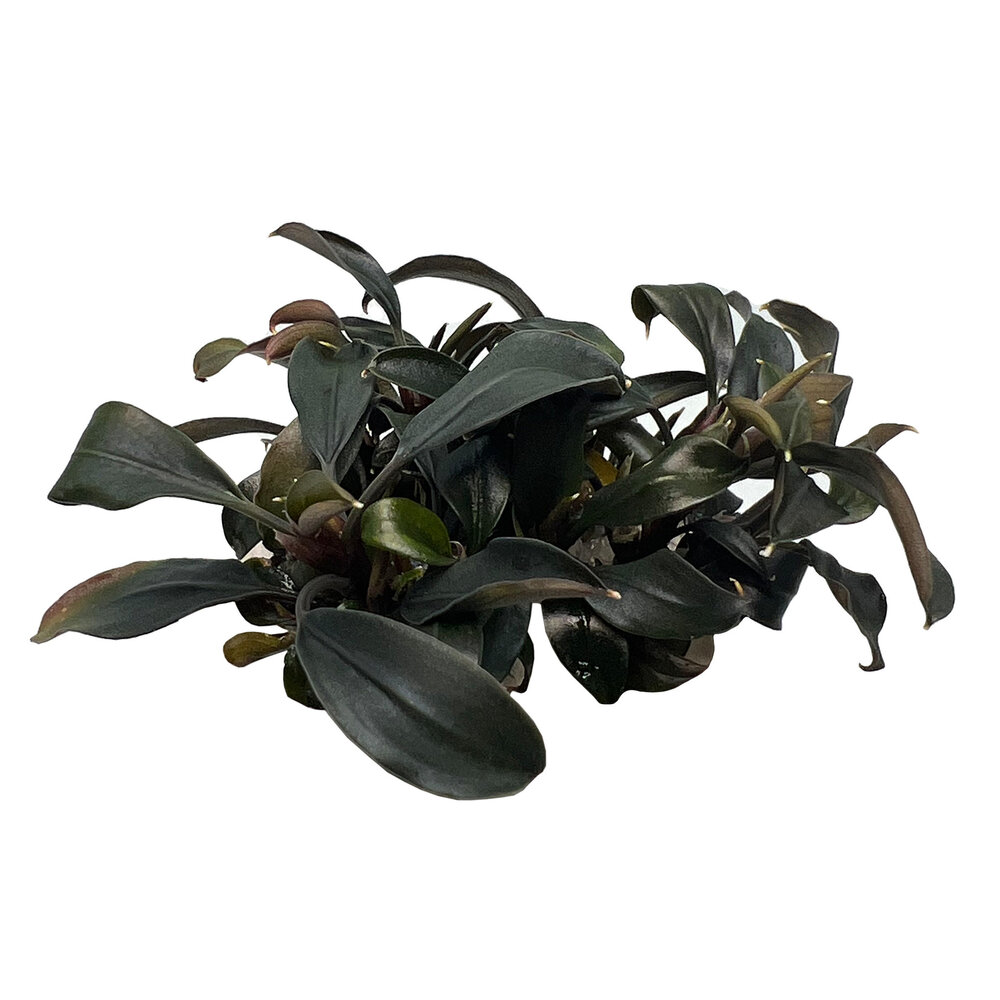 Wasserpflanze Bucephalandra Brownie Ghost in vitro Wasserpflanze Bucephalandra Brownie Ghost in vitro