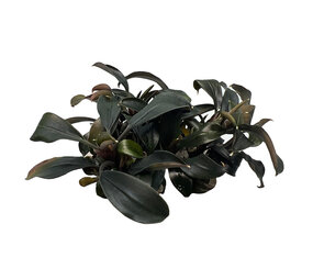 Waterplant Bucephalandra Brownie Ghost in vitro Waterplant Bucephalandra Brownie Ghost in vitro