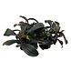 Waterplant Bucephalandra Brownie Ghost in vitro Waterplant Bucephalandra Brownie Ghost in vitro
