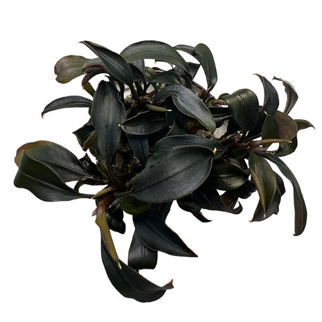 Waterplant Bucephalandra Brownie Ghost in vitro Waterplant Bucephalandra Brownie Ghost in vitro