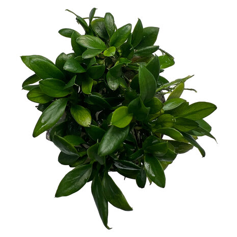 Wasserpflanze Anubias barteri var. nana Pangolino in vitro Wasserpflanze Anubias barteri var. nana Pangolino in vitro