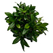 Wasserpflanze Anubias barteri var. nana Pangolino in vitro Wasserpflanze Anubias barteri var. nana Pangolino in vitro