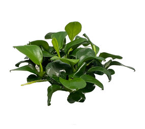 Waterplant Anubias barteri var. nana Bonsai in vitro Waterplant Anubias barteri var. nana Bonsai in vitro