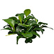 Wasserpflanze Anubias barteri var. nana Bonsai in vitro Wasserpflanze Anubias barteri var. nana Bonsai in vitro
