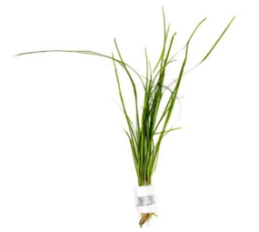 Wasserpflanze Vallisneria Nana