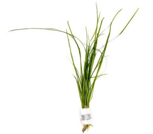 Wasserpflanze Vallisneria Nana Wasserpflanze Vallisneria Nana
