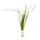 Wasserpflanze Vallisneria Nana Wasserpflanze Vallisneria Nana