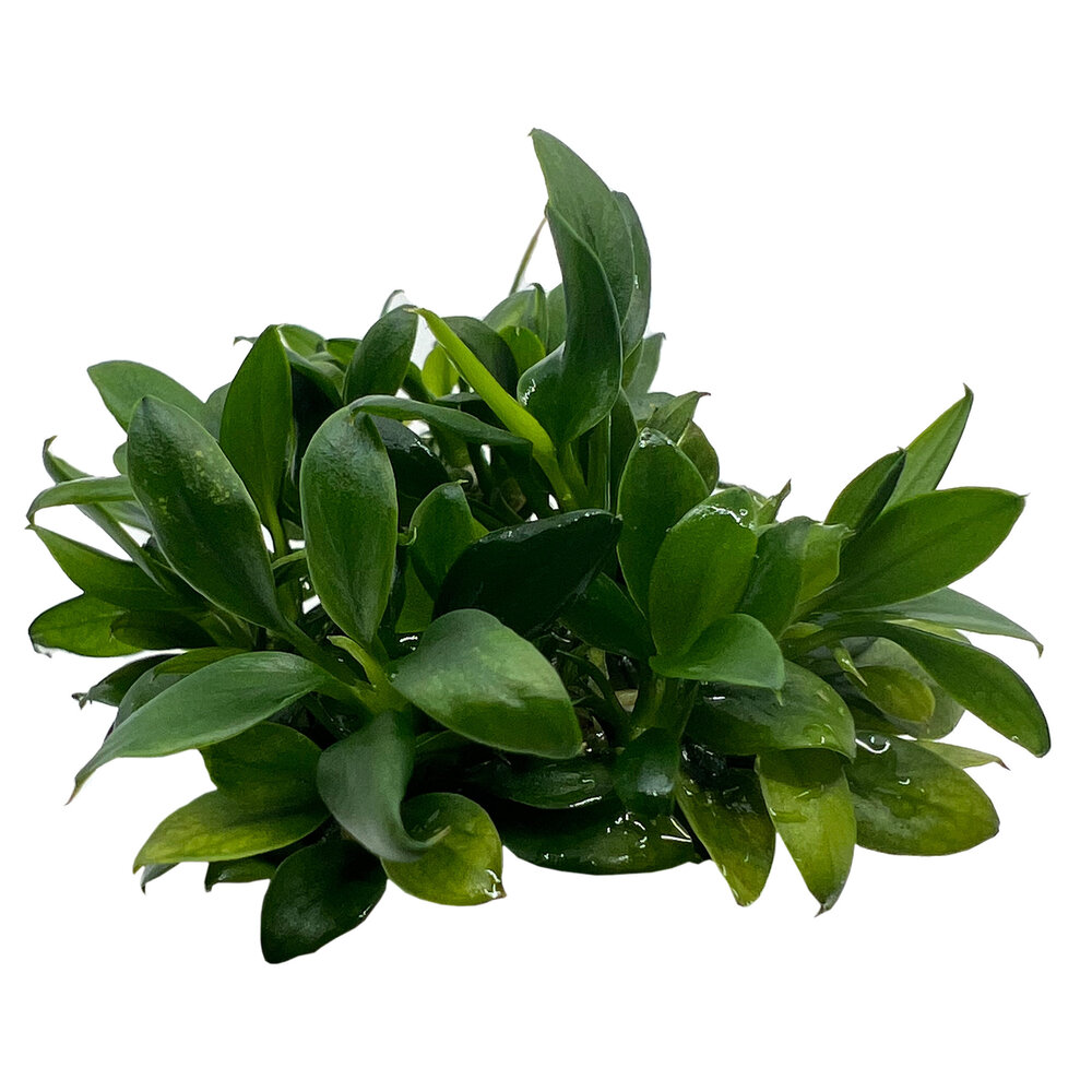 Wasserpflanze Anubias barteri var. nana Pangolino in vitro Wasserpflanze Anubias barteri var. nana Pangolino in vitro