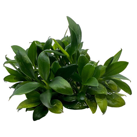 Wasserpflanze Anubias barteri var. nana Pangolino in vitro Wasserpflanze Anubias barteri var. nana Pangolino in vitro