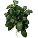 Wasserpflanze Anubias barteri var. nana Bonsai in vitro Wasserpflanze Anubias barteri var. nana Bonsai in vitro