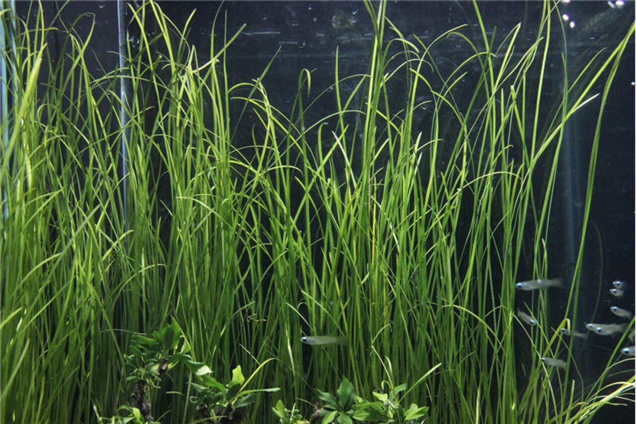 Wasserpflanze Vallisneria Nana Wasserpflanze Vallisneria Nana