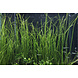 Wasserpflanze Vallisneria Nana Wasserpflanze Vallisneria Nana