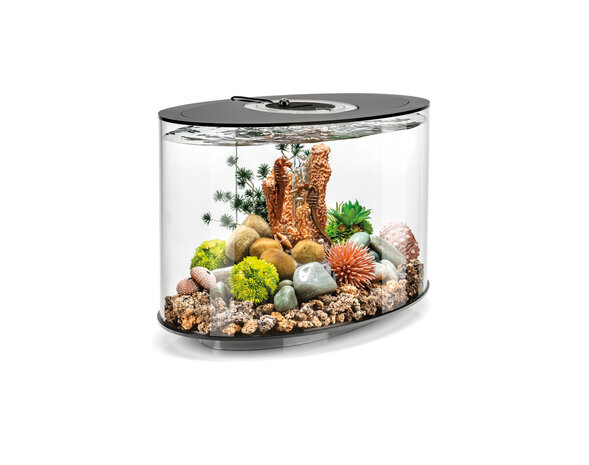 biOrb LOOP 15 MCR Schwarz + Gratis Produkt