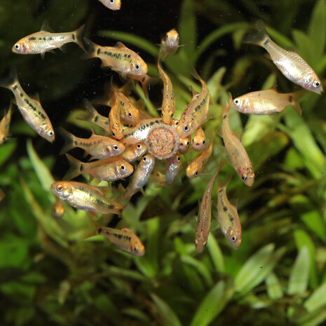 JBL Pronovo Tab M 5,5L JBL Pronovo Tab M 5,5L