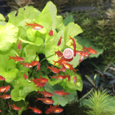 JBL Pronovo Tab M 5,5L JBL Pronovo Tab M 5,5L