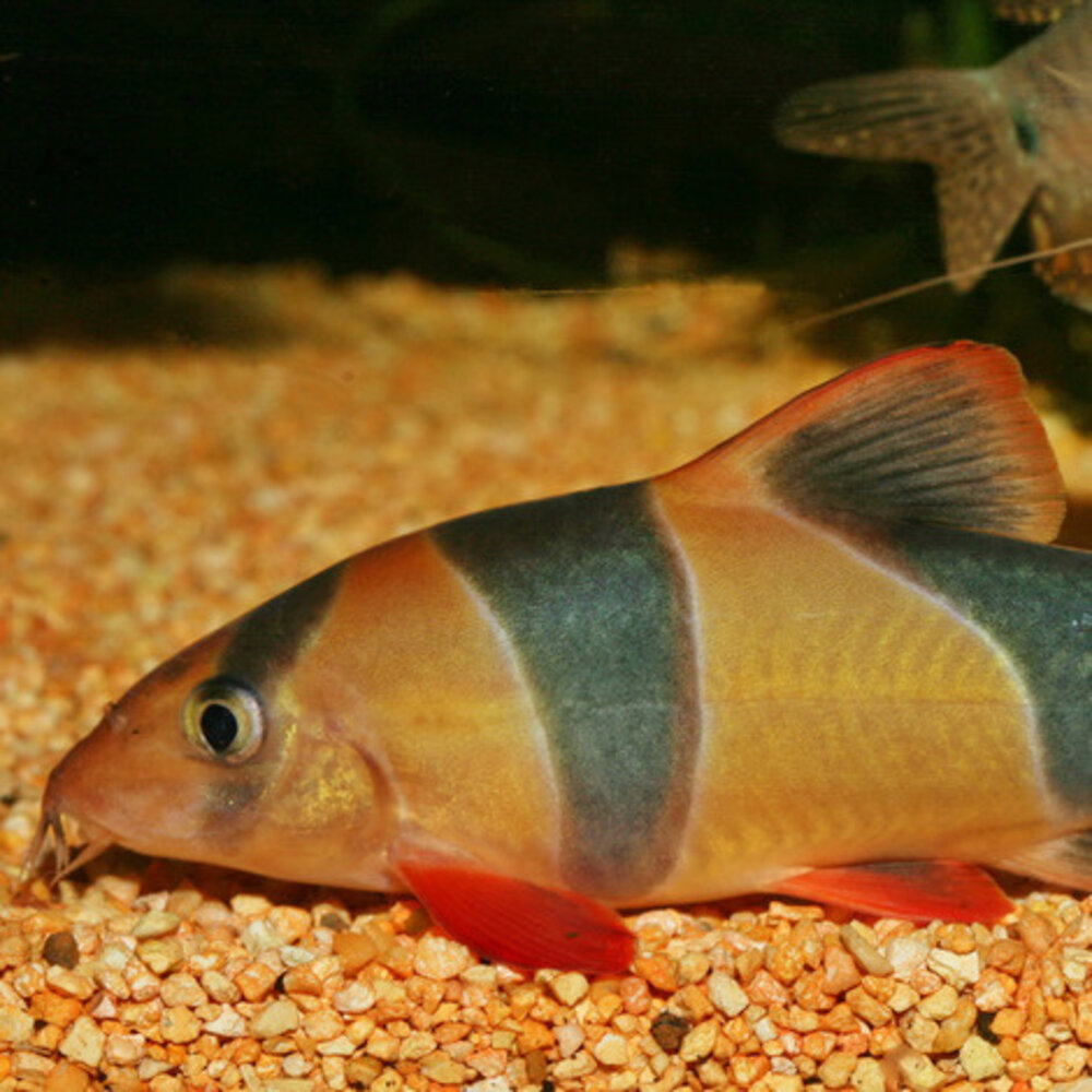 JBL Pronovo Botia Tab M 5,5L JBL Pronovo Botia Tab M 5,5L