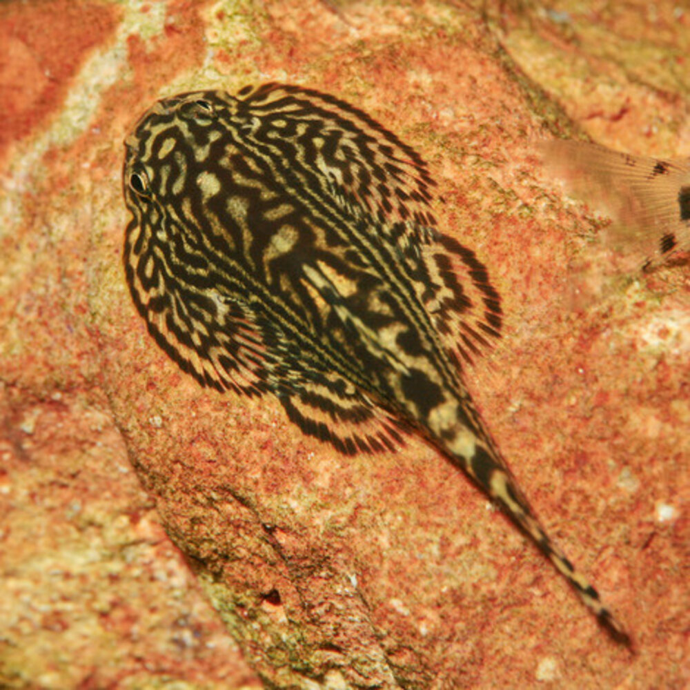 JBL Pronovo Botia Tab M 5,5L JBL Pronovo Botia Tab M 5,5L