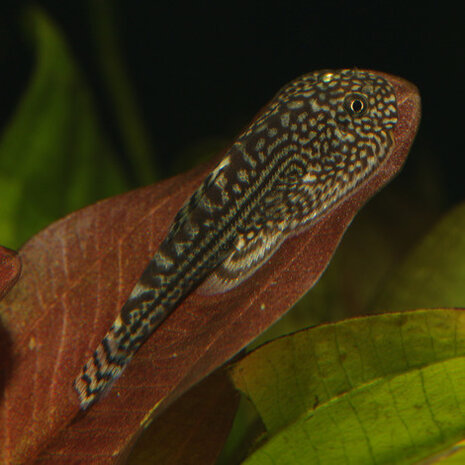 JBL Pronovo Botia Tab M 5,5L JBL Pronovo Botia Tab M 5,5L