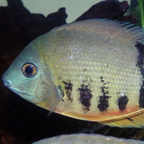 JBL Pronovo Cichlid Grano XL 1000ml