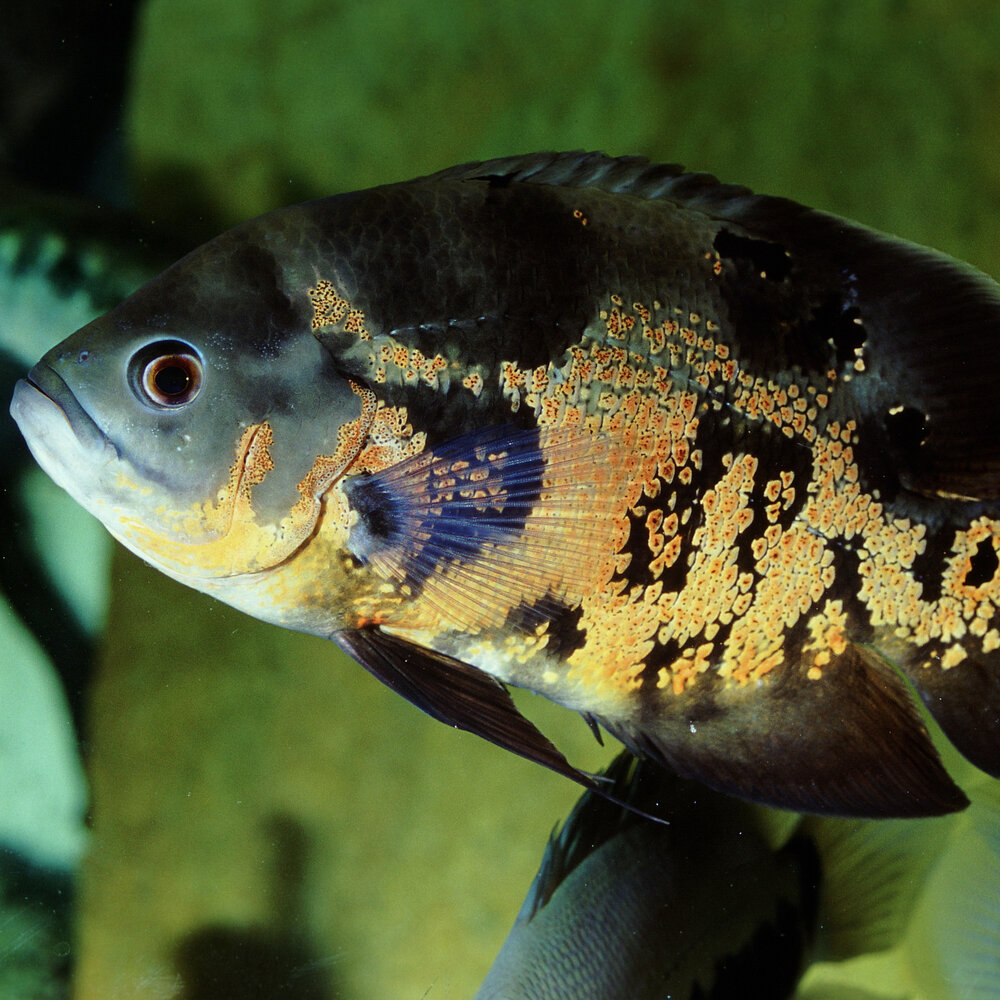 JBL Pronovo Cichlid Grano XL 1000ml