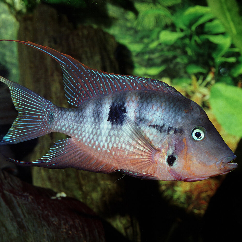 JBL Pronovo Cichlid Grano M 1000ml