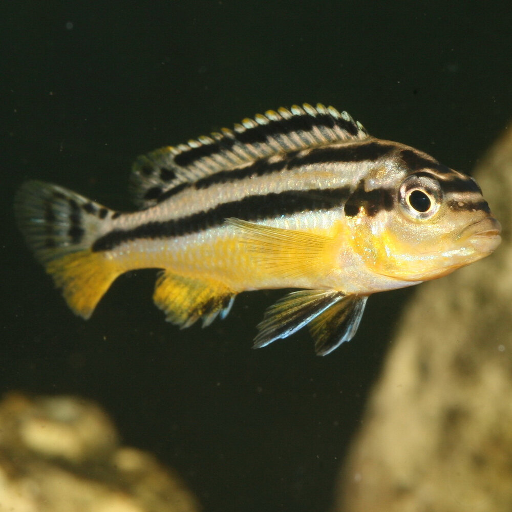 JBL Pronovo Malawi Grano M 1000ml JBL Pronovo Malawi Grano M 1000ml