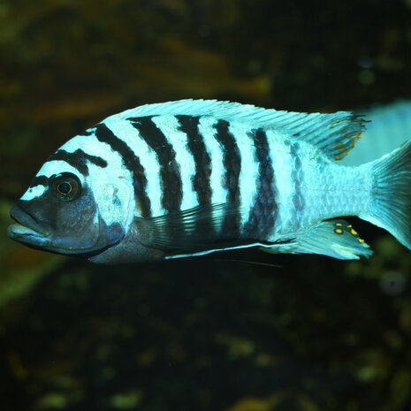 JBL Pronovo Malawi Grano M 1000ml JBL Pronovo Malawi Grano M 1000ml