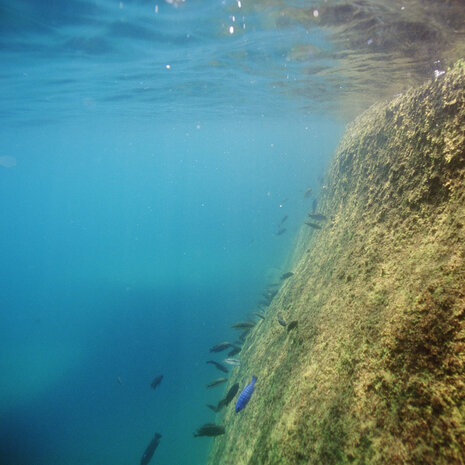 JBL Pronovo Malawi Grano M 1000ml JBL Pronovo Malawi Grano M 1000ml