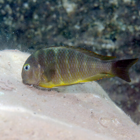 JBL Pronovo Malawi Flocken M 1000ml JBL Pronovo Malawi Flocken M 1000ml