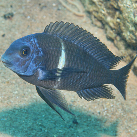 JBL Pronovo Malawi Flocken M 1000ml JBL Pronovo Malawi Flocken M 1000ml