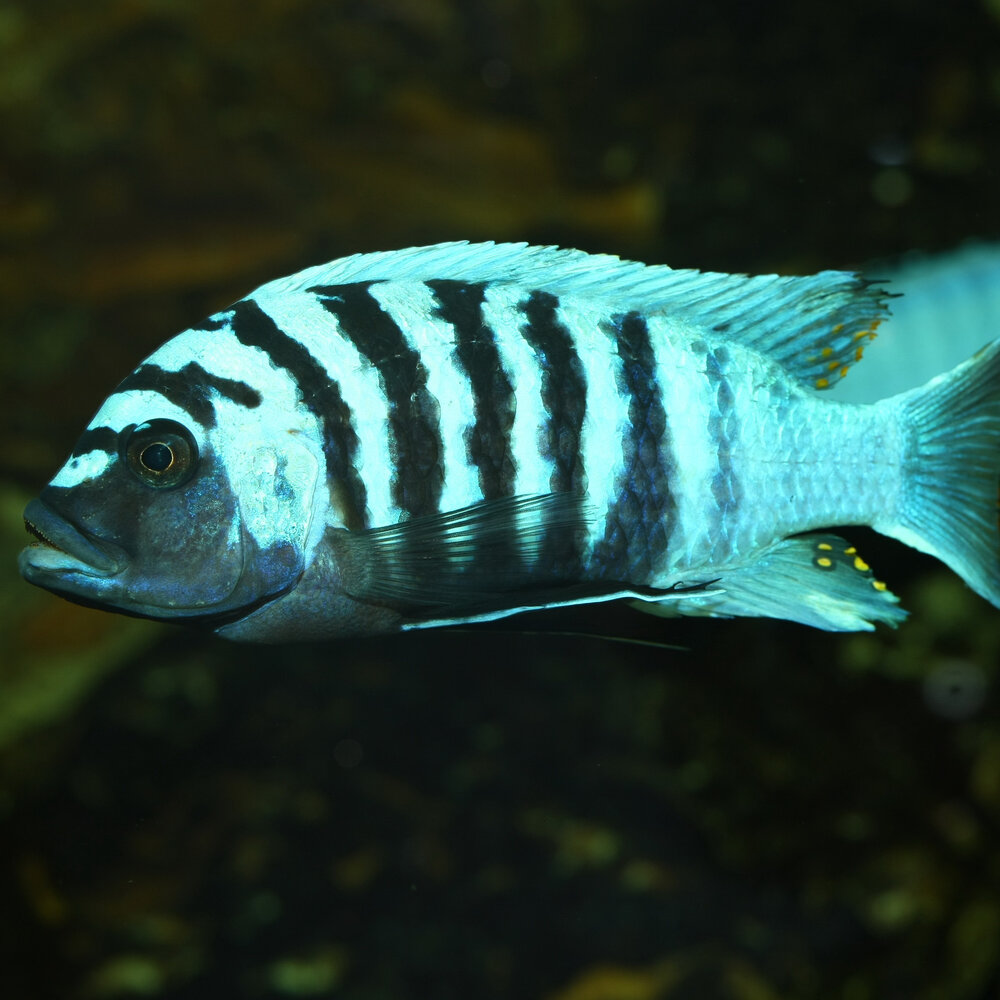 JBL Pronovo Malawi Flocken M 1000ml JBL Pronovo Malawi Flocken M 1000ml