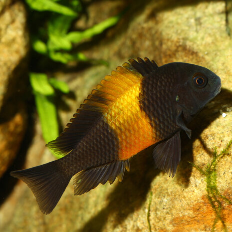 JBL Pronovo Malawi Flocken M 250ml