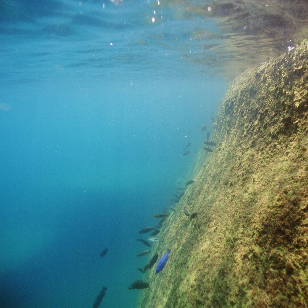 JBL Pronovo Malawi Flocken M 250ml