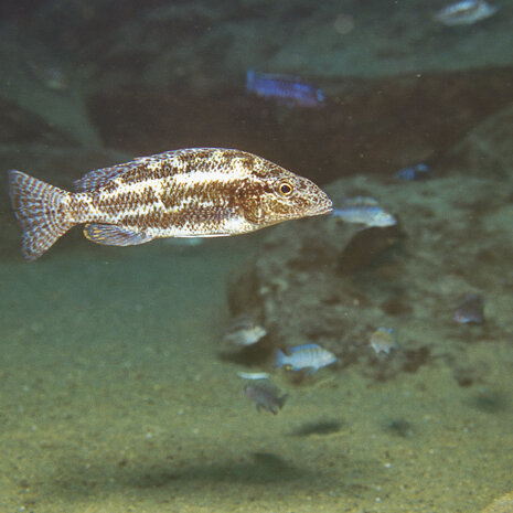 JBL Pronovo Tanganyika Flocken M 1000ml