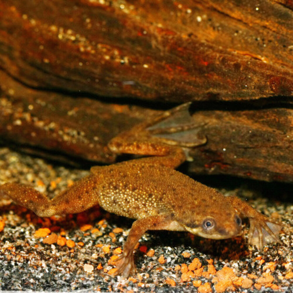 JBL Pronovo Lotl Grano M 250ml