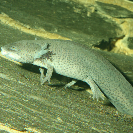 JBL Pronovo Lotl Grano M 250ml