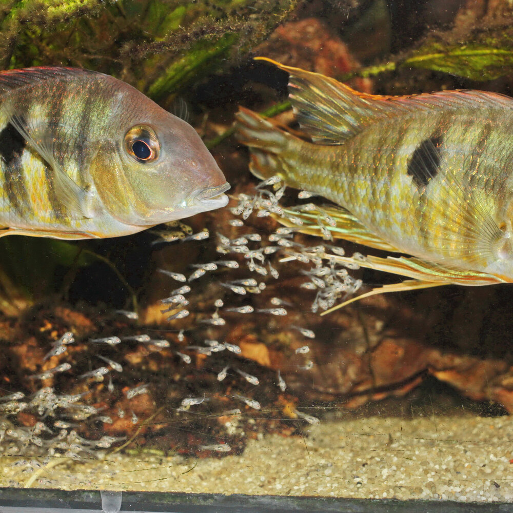 JBL Pronovo Bel Grano Baby 3x 10ml