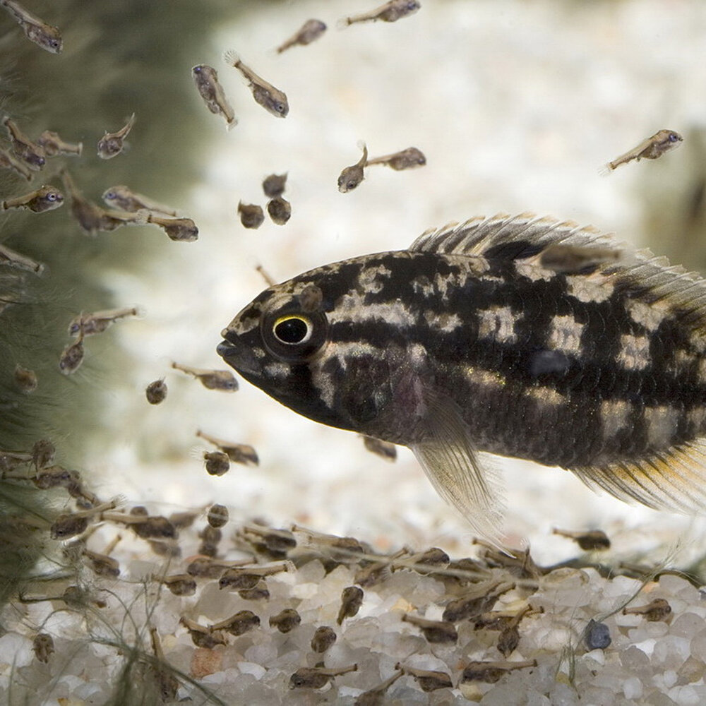 JBL Pronovo Bel Grano Baby 3x 10ml