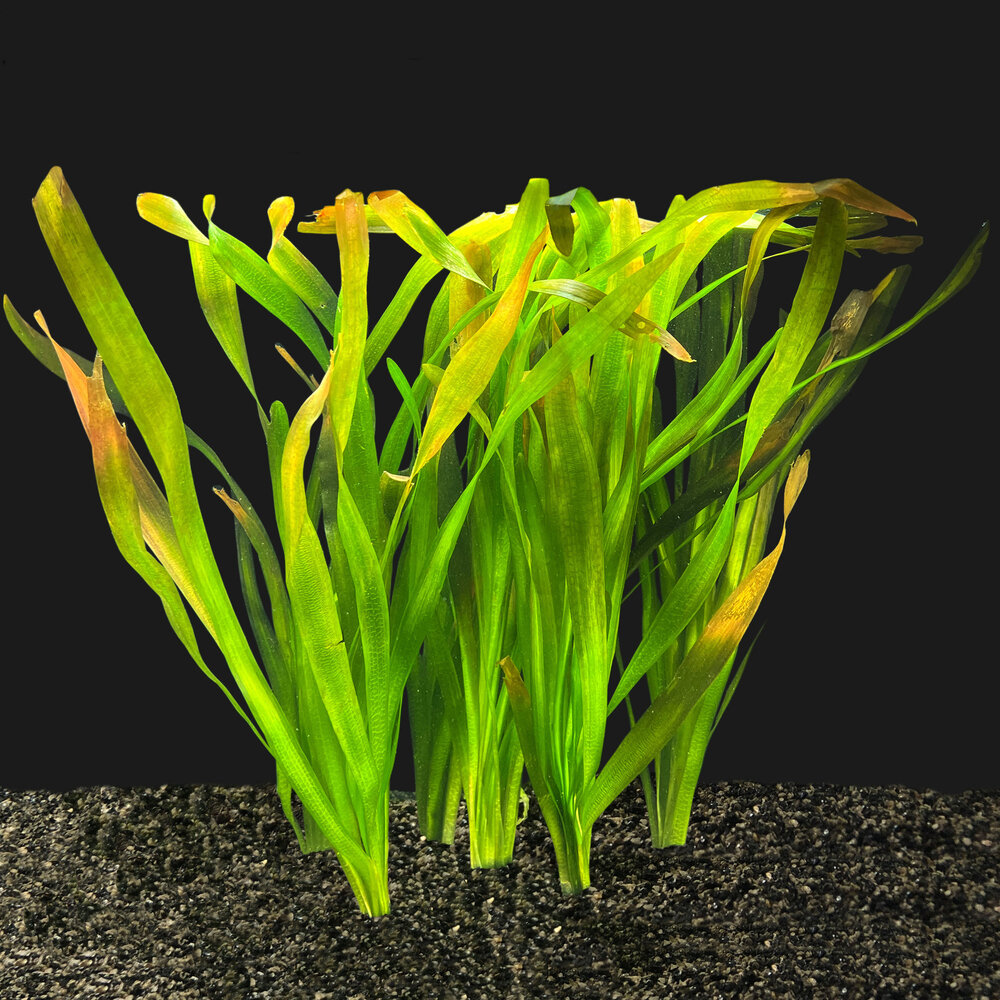 Wasserpflanze Vallisneria Gigantea Bundle 5+1 gratis! Wasserpflanze Vallisneria Gigantea Bundle 5+1 gratis!