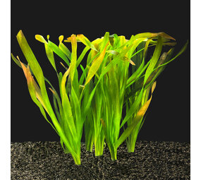 Waterplant Vallisneria Gigantea Bundle 5+1 gratis!