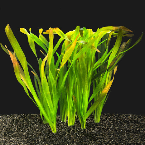 Wasserpflanze Vallisneria Gigantea Bundle 5+1 gratis! Wasserpflanze Vallisneria Gigantea Bundle 5+1 gratis!