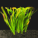Wasserpflanze Vallisneria Gigantea Bundle 5+1 gratis! Wasserpflanze Vallisneria Gigantea Bundle 5+1 gratis!