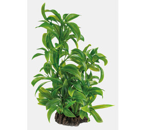 Superfish Art Pflanze 25cm Dracaena Superfish Art Pflanze 25cm Dracaena