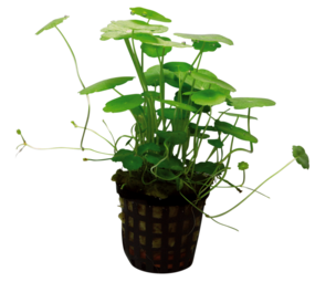 Wasserpflanze Hydrocotyle Verticillata