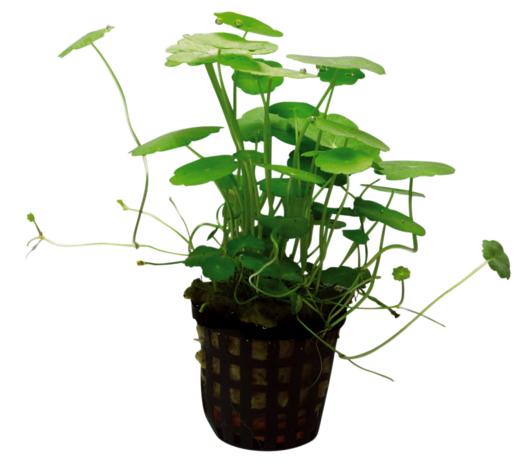 Wasserpflanze Hydrocotyle Verticillata Wasserpflanze Hydrocotyle Verticillata