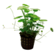 Waterplant Hydrocotyle Verticillata