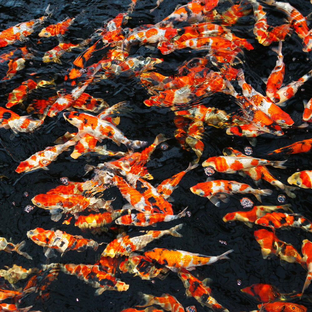 JBL ProPond All Seasons M 1,1kg + Seidenraupen M 0,34kg + GRATIS Messbecher