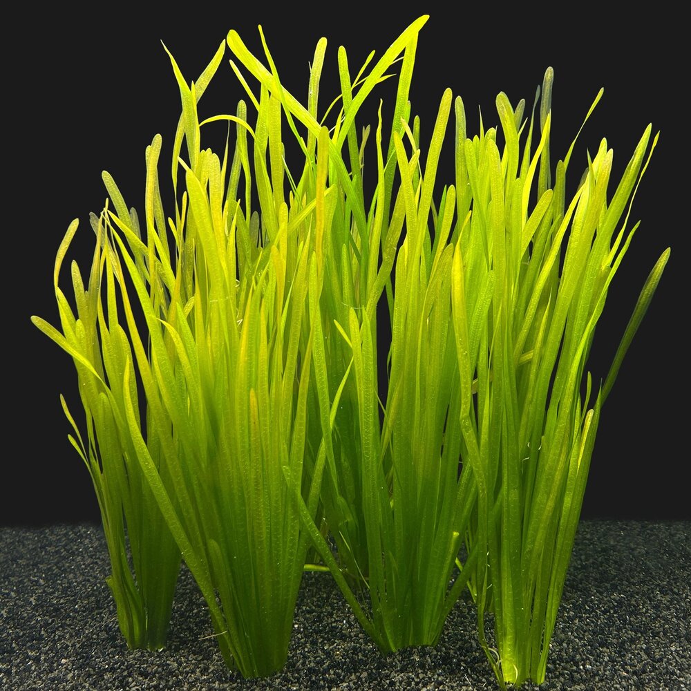 Waterplant Vallisneria Spiralis Bund 8+2 GRATIS Waterplant Vallisneria Spiralis Bund 8+2 GRATIS