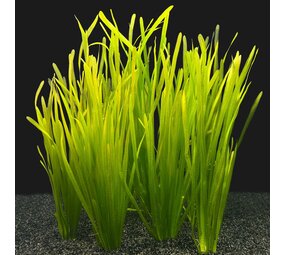 Wasserpflanze Vallisneria Spiralis Bund 8+2 GRATIS