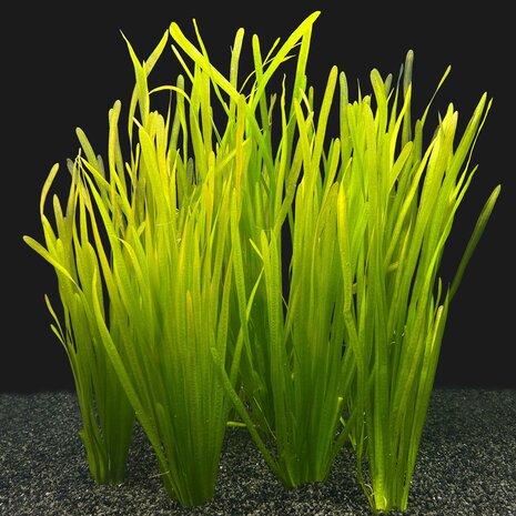 Waterplant Vallisneria Spiralis Bund 8+2 GRATIS Waterplant Vallisneria Spiralis Bund 8+2 GRATIS